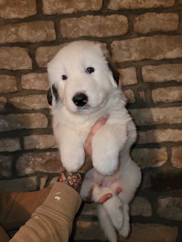 De L’Echo Des Vosges Pattes - Chiots disponibles - Chien de Montagne des Pyrenees