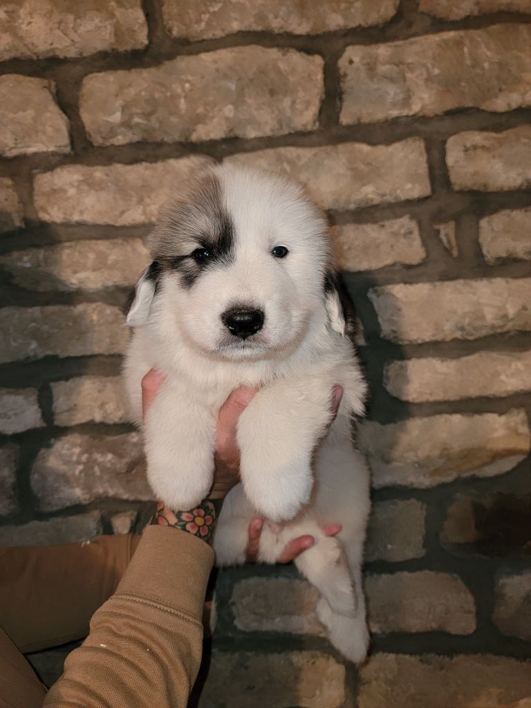 De L’Echo Des Vosges Pattes - Chiots disponibles - Chien de Montagne des Pyrenees