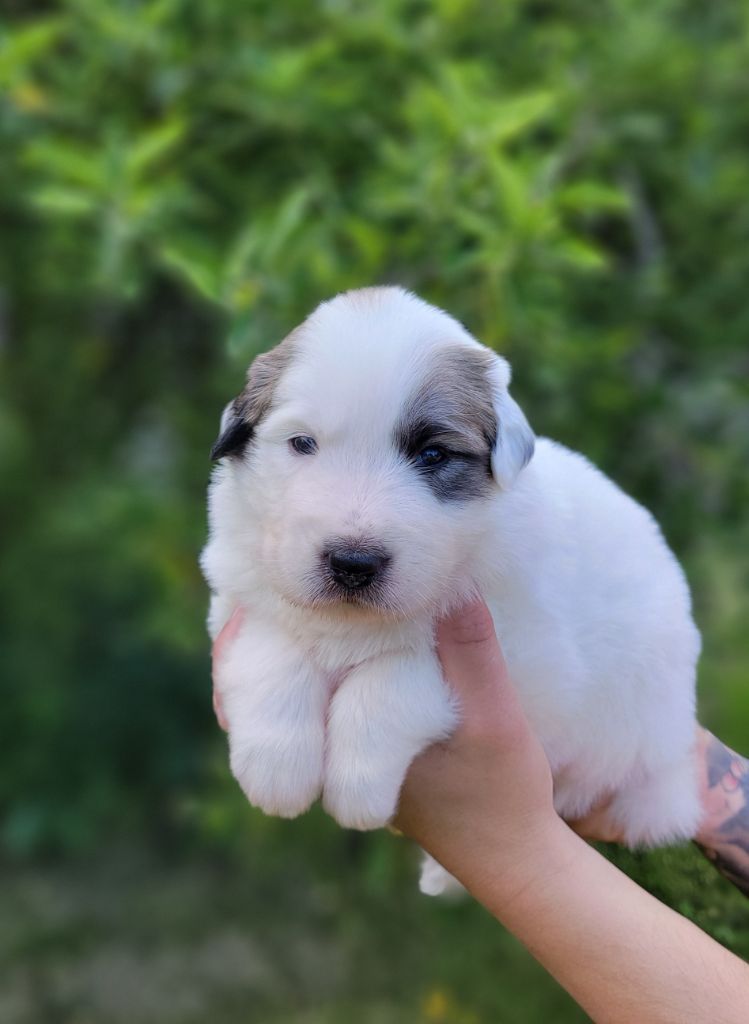 De L’Echo Des Vosges Pattes - Chiots disponibles - Chien de Montagne des Pyrenees