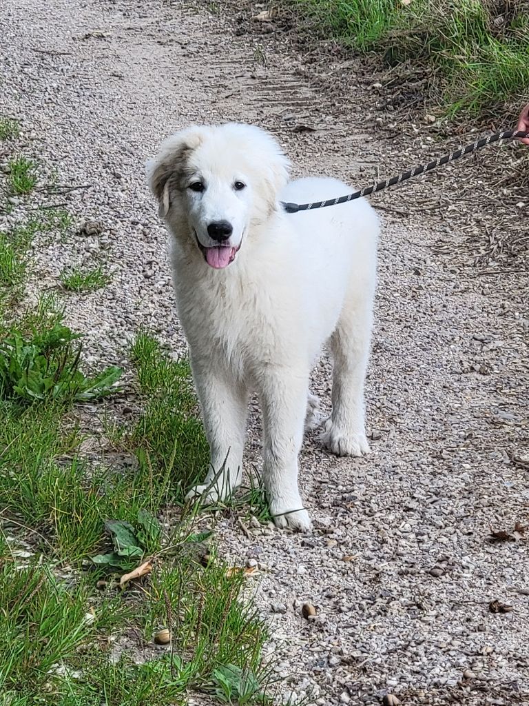 De L’Echo Des Vosges Pattes - Chiots disponibles - Chien de Montagne des Pyrenees