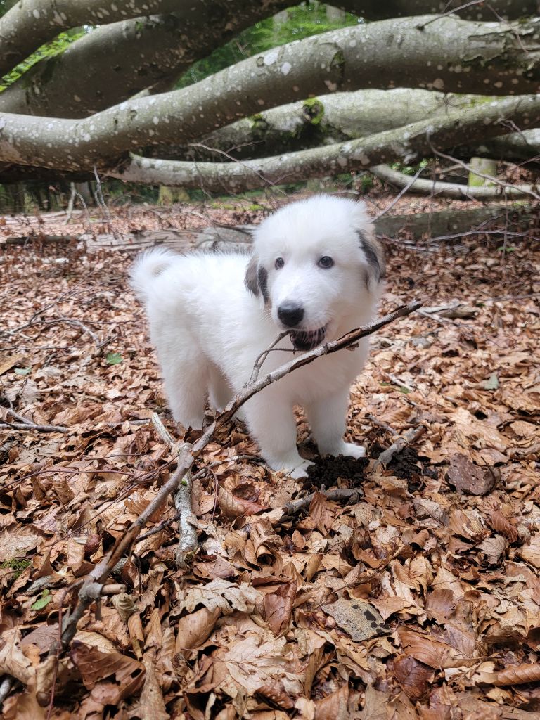 De L’Echo Des Vosges Pattes - Chiots disponibles - Chien de Montagne des Pyrenees