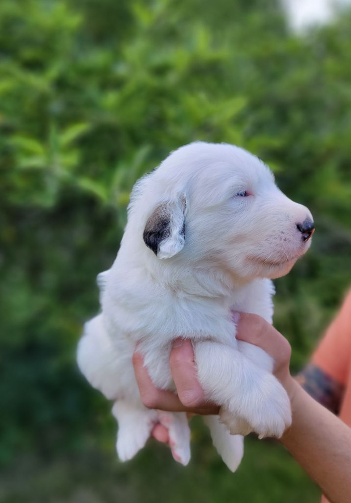 De L’Echo Des Vosges Pattes - Chiots disponibles - Chien de Montagne des Pyrenees