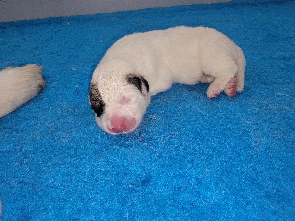 De L’Echo Des Vosges Pattes - Chiots disponibles - Chien de Montagne des Pyrenees